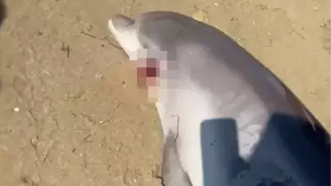 Çiftlikköy Sahilinde Ölü Yunus Bulundu
