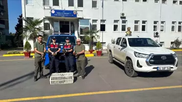 Sakarya'da Avda Mühre Olarak Kullanılan Ördekler Ele Geçirildi
