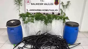 Balıkesir'de Kenevir Operasyonu