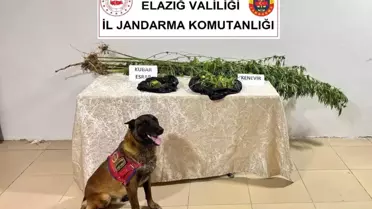 Elazığ'da Kenevir ve Esrar Ele Geçirildi