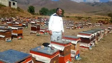 Çat'ta Arıcılara Ayı Saldırısı Krizi