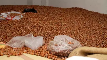 Çarşamba'da Fındık Fiyatları 300 TL