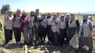 Şuhut'ta Kışlık Patates Hasadı Başladı