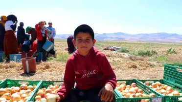 Evren'de Kışlık Soğan Hasadı Başladı