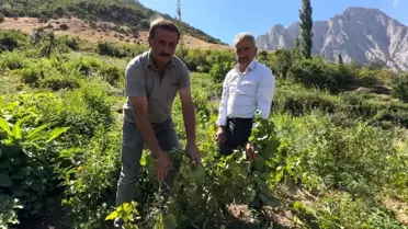 Yeşiltaş Üzümleri Bu Yıl da Parlak