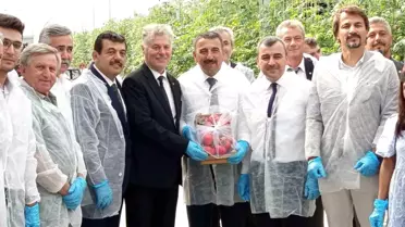 Zonguldak'ta Sera OSB'de ilk domates hasatı gerçekleştirildi