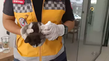 Bakan Tunç'un Konvoyunda Yavru Kedi Kurtarıldı