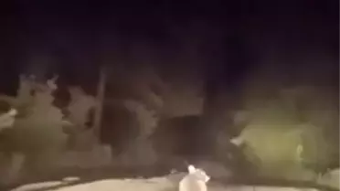 Karacabey'de Ayı ile Karşılaşma