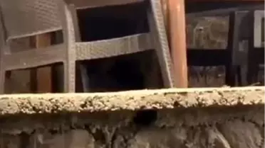 Başkentte lokantaya giren ayı, servis bekledi! İnanılmaz anlar kameralarda