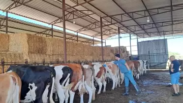 Nazilli'de Şap Aşılaması Devam Ediyor