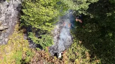Sakarya'da Orman Yangını Kontrol Altında