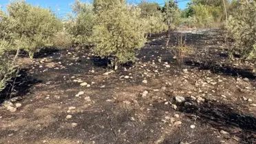 Osmaniye'de Zeytin Bahçesinde Yangın Paniği