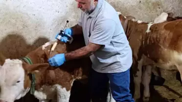 Bayburt'ta Şap Aşılama Kampanyası Tamamlandı