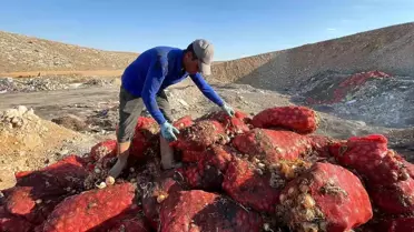 Karaman'da Dökülen Soğanlar Tepki Çekti