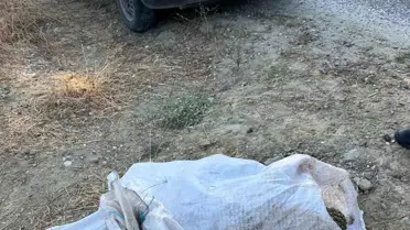 Çam Fıstığı Hırsızları Yakalandı