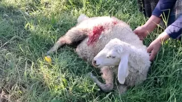 Kuzular Sokak Köpeklerinin Saldırısında Telef Oldu