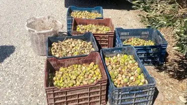 Manisa'da Bahçeden İncir Hırsızlığı