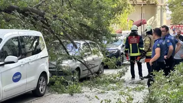 Kadıköy'de Ağaç Dalı Aracın Üzerine Düştü