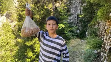 Ormandan toplayıp satıyor, kilosu 5 bin lira: Altın madenini bulduk