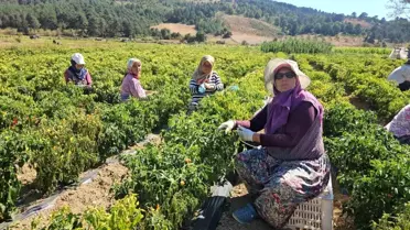 Biber Hasadı Altın Yıl
