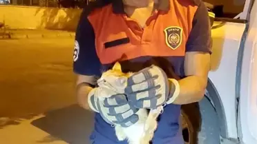 Yavru Kedi İtfaiye Ekipleri Tarafından Kurtarıldı