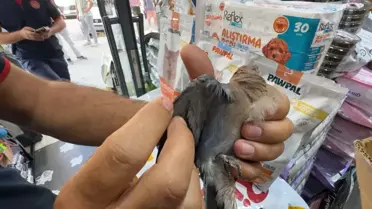 Kumru ve Yavru Kedi İtfaiye Tarafından Kurtarıldı