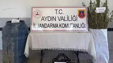 Buharkent'te 40 Kök Kenevir Ele Geçirildi