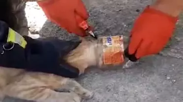 Kırıkkale'de Kafası Kavanoza Sıkışan Kedi İtfaiye Ekipleri Tarafından Kurtarıldı