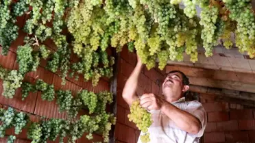 Toroslar'ın Gök Üzümü: Eşsiz ve Zahmetli Üretim
