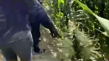 Sakarya'da Uyuşturucu Operasyonu: 97 Kök Kenevir Ele Geçirildi