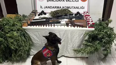 Harran'da Uyuşturucu Operasyonu: 3 Gözaltı