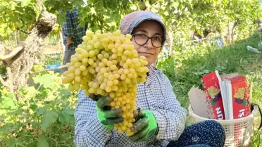 Sarıgöl'de Üzüm Fiyatları Yükseliyor