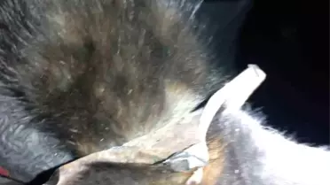 Başını Mazgala Sıkıştıran Yavru Kedi Kurtarıldı