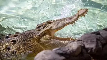 Timsahın saldırdığı 15 yaşındaki kız çocuğu öldü