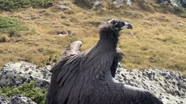 Kara Akbaba Doğaya Salındı