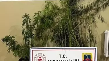 Kenevir Operasyonu: 22 Kök Ele Geçirildi