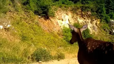 Bursa'da Kızılgeyiğin Huzurlu Anları