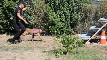 Orman Yangınlarını Tespit Eden Köpek