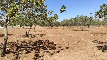 Şanlıurfa'da Kayıp Kadın Fıstık Bahçesinde Ölü Bulundu