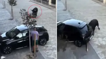 Kızgın boğa park halindeki aracı parçaladı