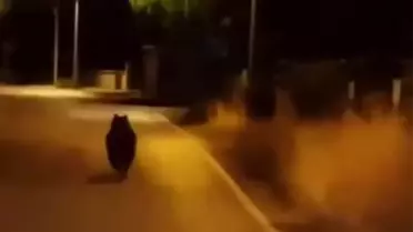 Yalova'da Ayı Otomobilden Kaçtı