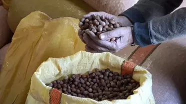 Fındık Fiyatları Hızla Yükseliyor