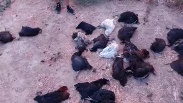 Sokak Köpekleri Tavukları Telef Etti