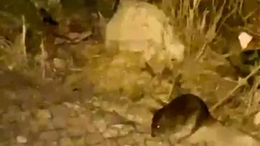 Sincan'da Gece Fare İstilası