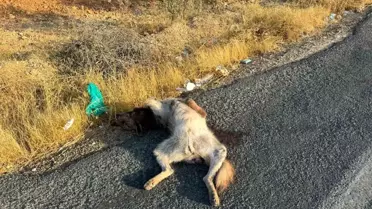 Halfeti'de Nesli Tükenmekte Olan Sırtlan Telef Oldu