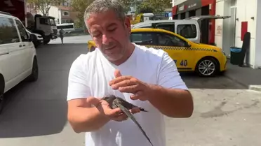 Taksici, Bitkin Kuşu Kurtardı