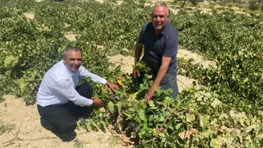 Silifke'de Üzüm Hasadı Başladı