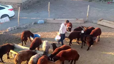 Patnos'ta Küçükbaş Hayvan Bakımı