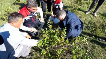 Sinop'ta Aronya Hasadı Yapıldı