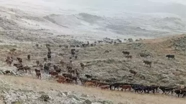 Oltu'da Kar Yağışı Çobanları Zorladı